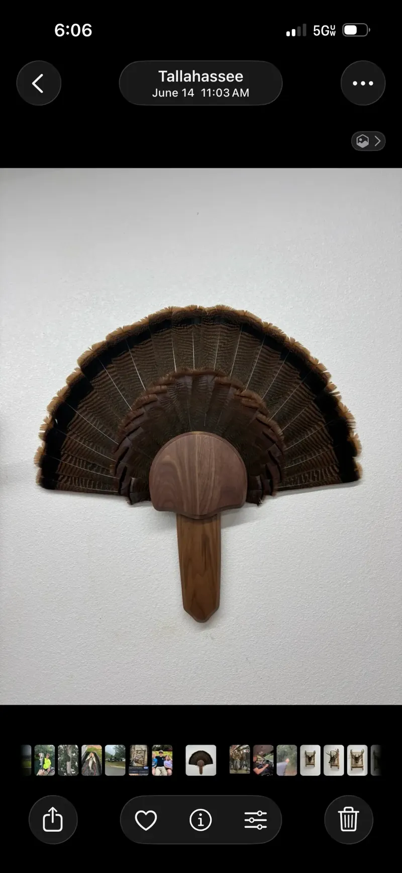 Turkey fan and beard mount on a walnut plaque