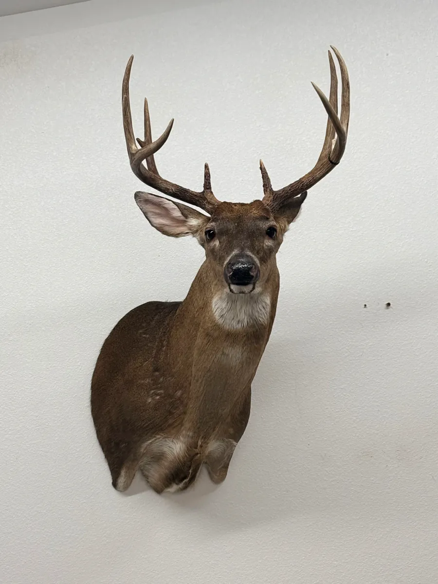 Whitetail buck shoulder mount on a wall