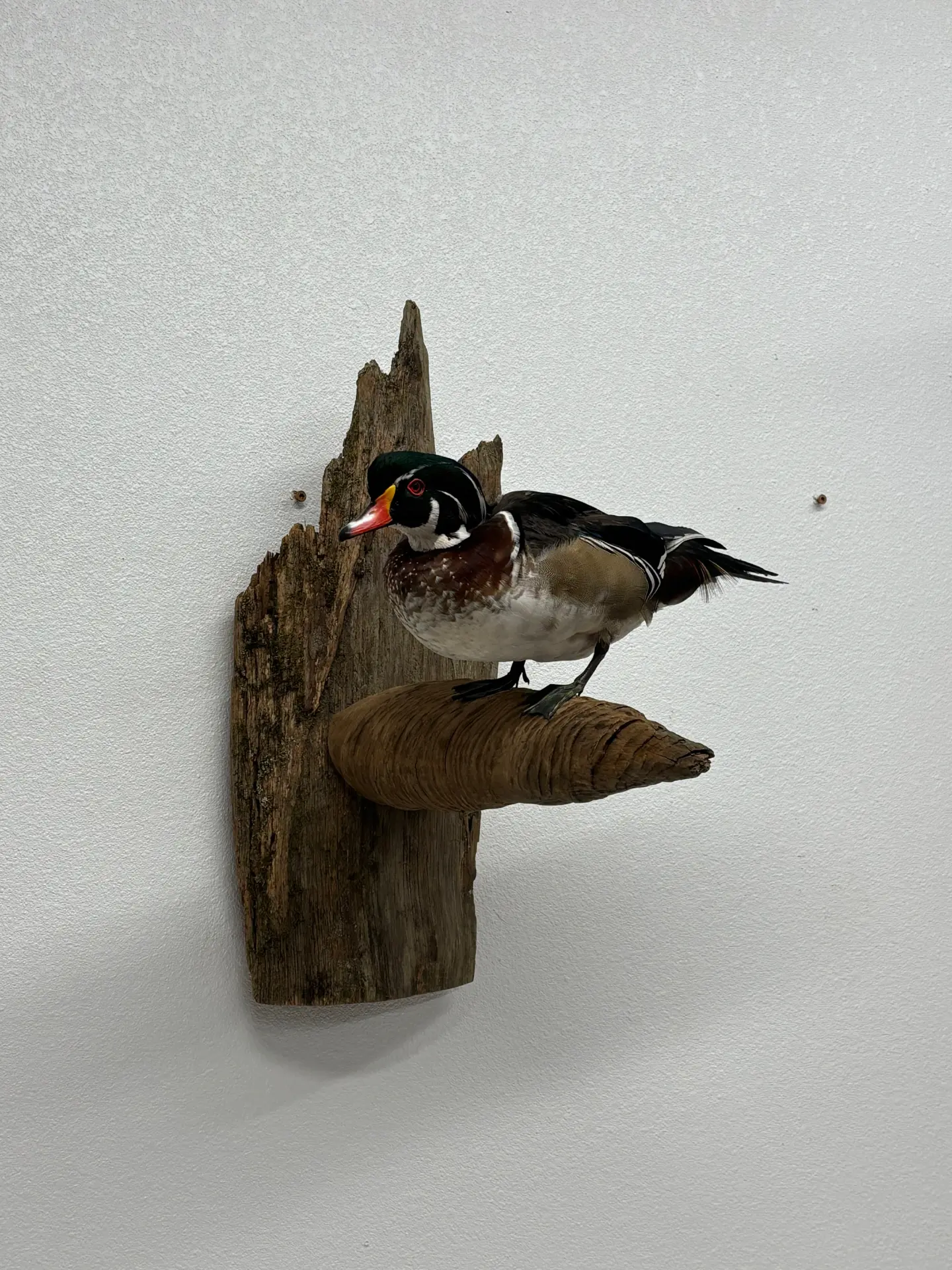 Wood duck drake mount perched on a driftwood wall base
