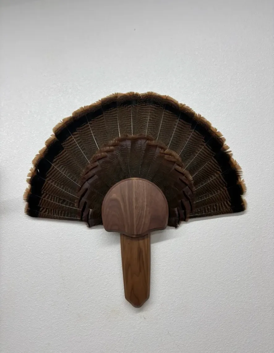Turkey fan and beard mount on a walnut plaque