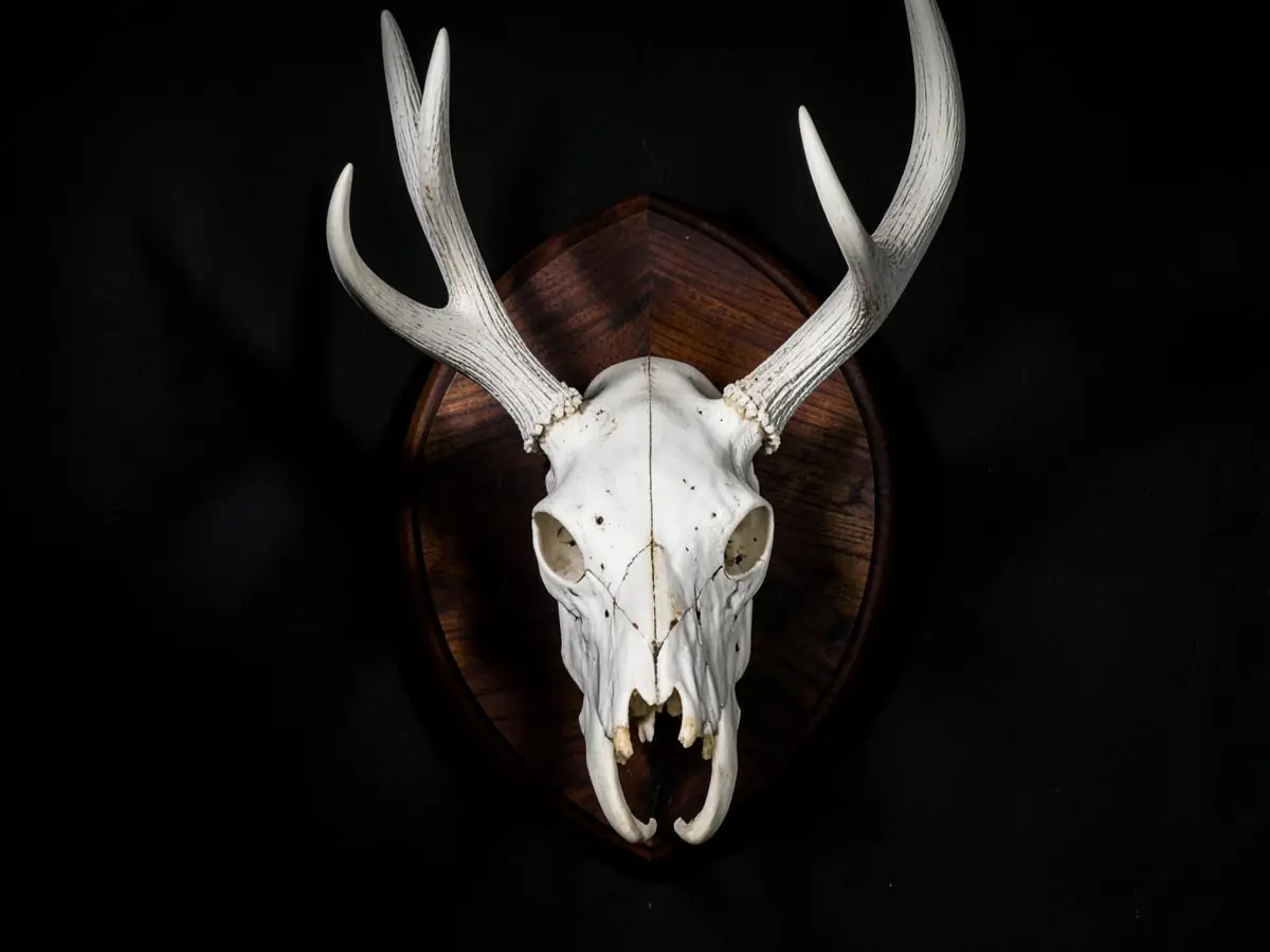 European skull mount of a whitetail deer on a walnut plaque